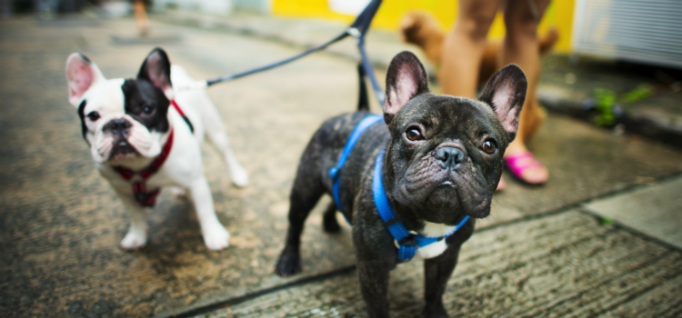 hábitos que colocam seu cachorro em risco como