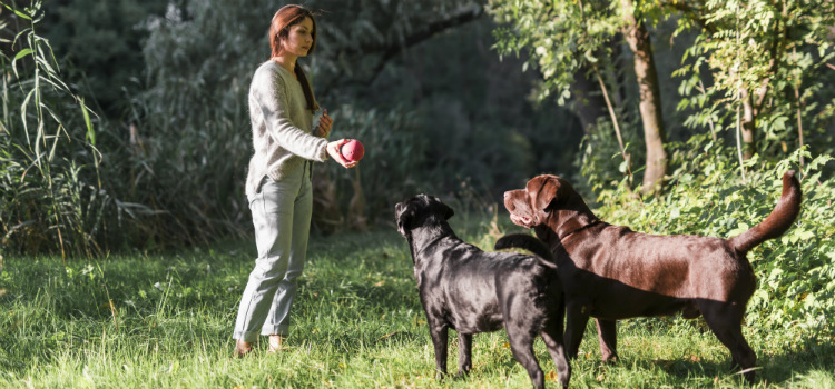 hábitos que colocam seu cachorro em risco entenda