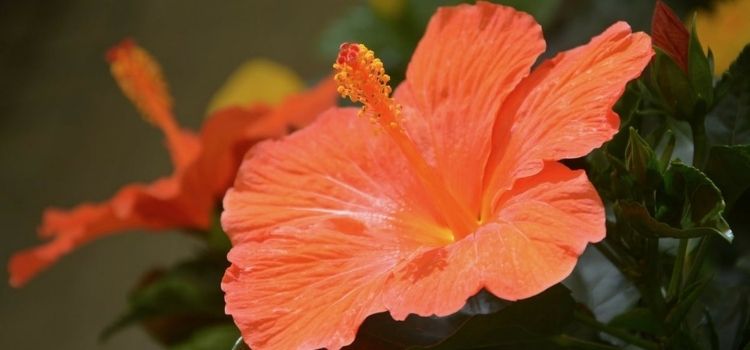 flores atrair borboletas hibisco