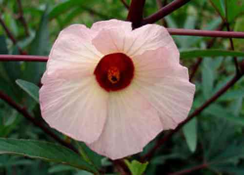 hibisco