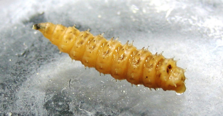 bebê com mais de 100 larvas na cabeça