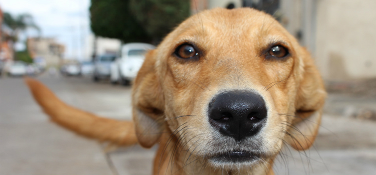 holanda se torna primeiro país sem cachorros abandonados como