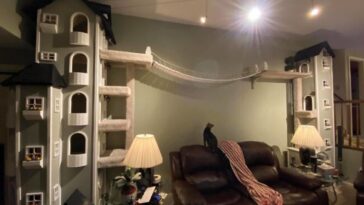 homem fez torre para gatos