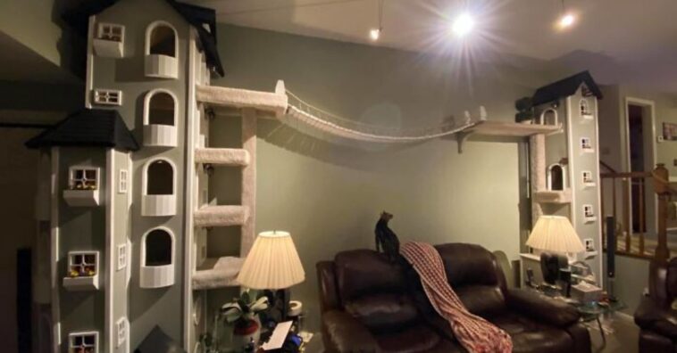 homem fez torre para gatos