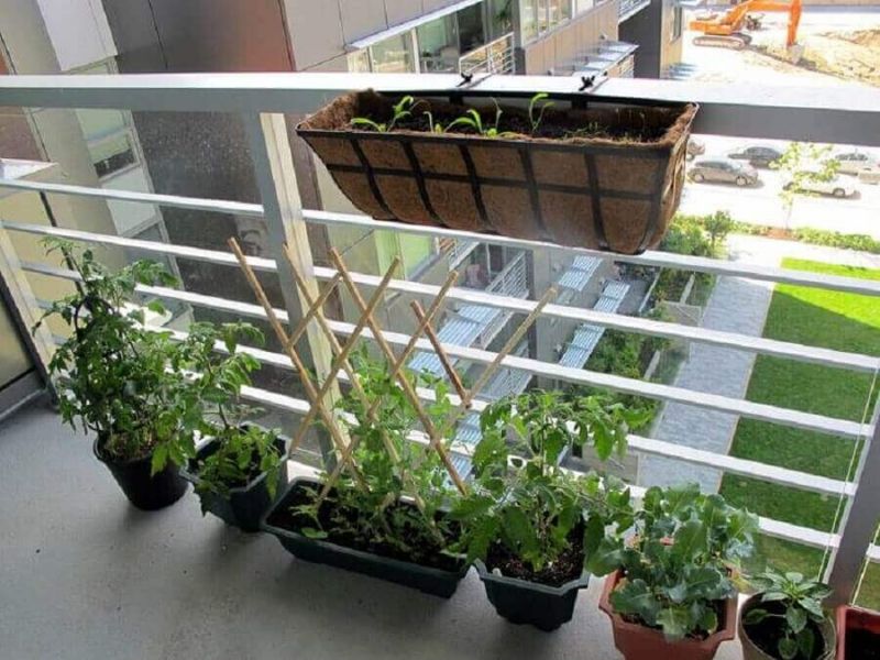 modelo horta em apartamento vasos na sacada