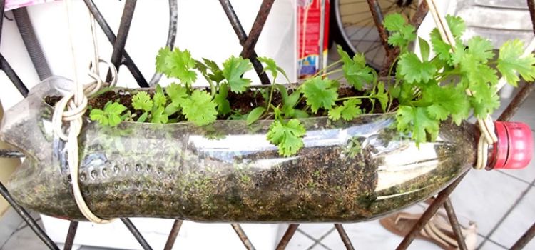 modelo horta em garrafa plástica