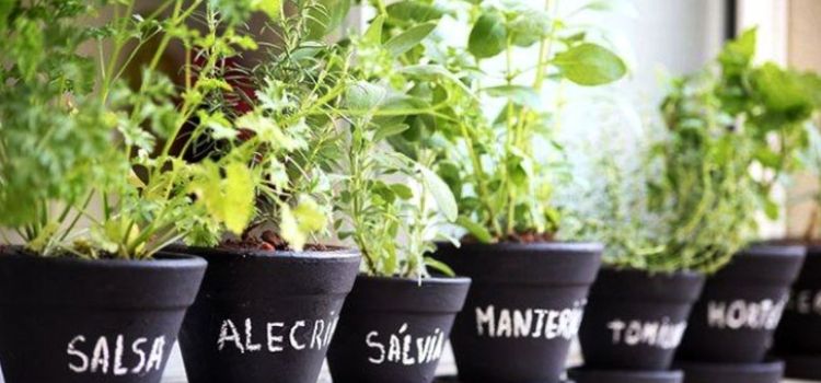 modelo horta em vasinhos decorados