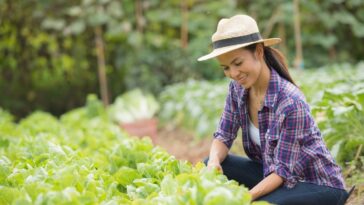 horta para impacientes