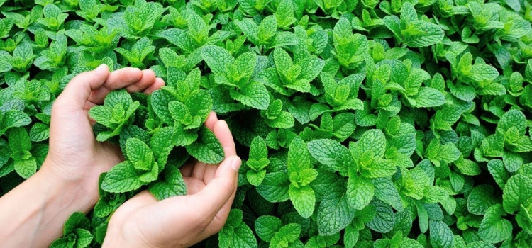 hortelã para tratar gastrite
