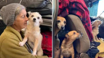 idosa mora em um carro com cachorros