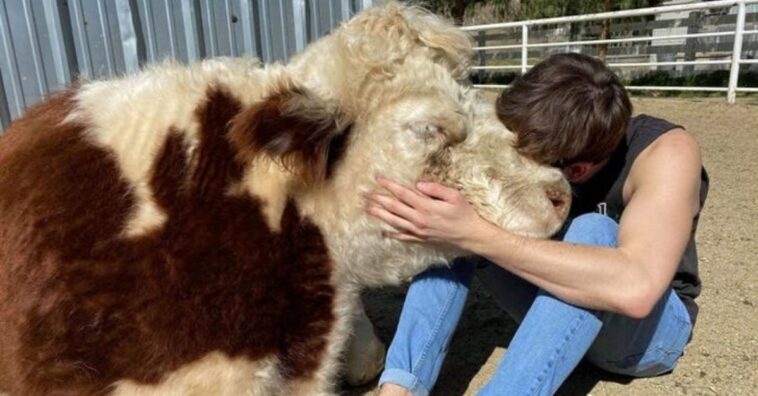 imagens fofas para alegrar o dia