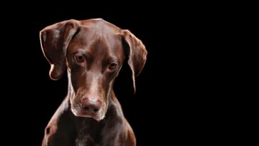 como identificar incontinência urinaria em cachorro