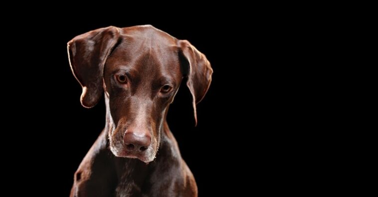 como identificar incontinência urinaria em cachorro