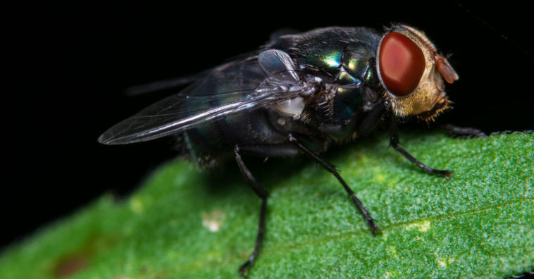 inseticidas naturais