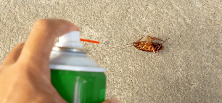 inseticidas naturais caseiros