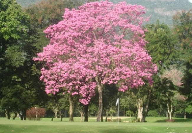 flor brasileira ipê