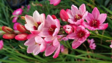 ixia plantas cuidados