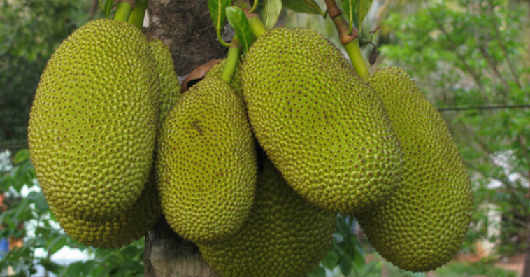 jaca benefícios para a saúde