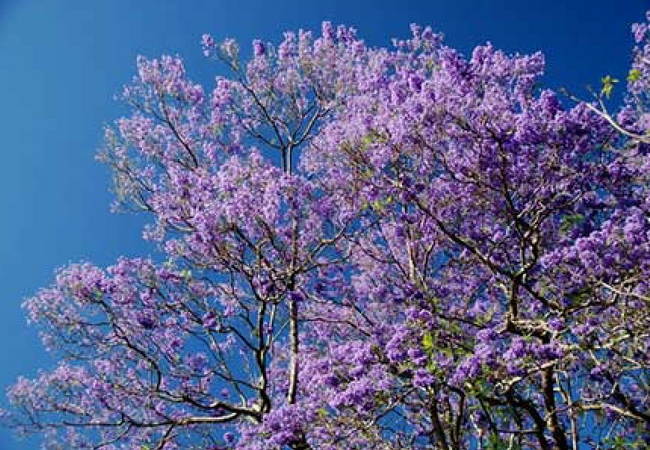 flor brasileira jacarandá