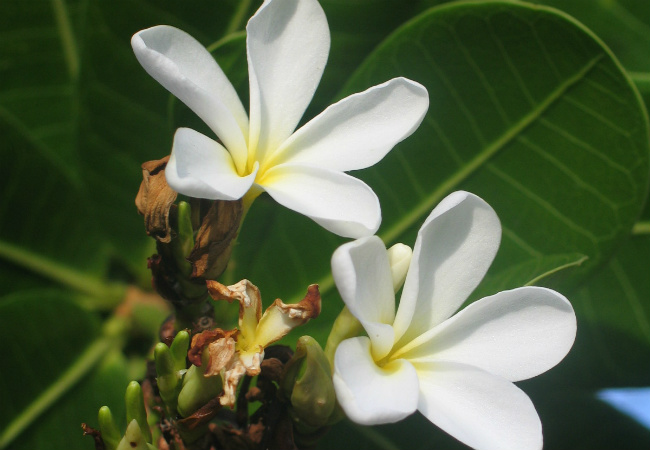 janaúba benefícios para a saúde