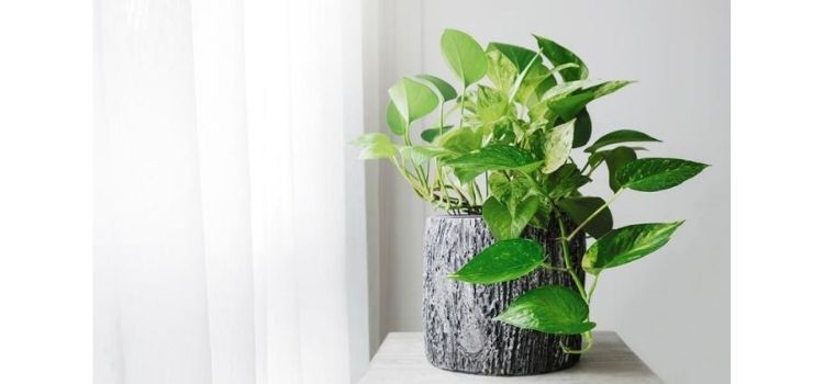 plantas pequenas jiboia