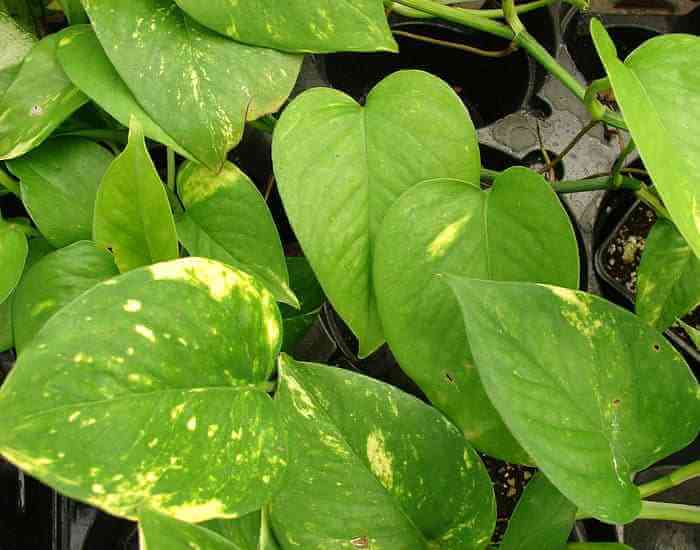 jiboia - plantas que eliminam poluentes