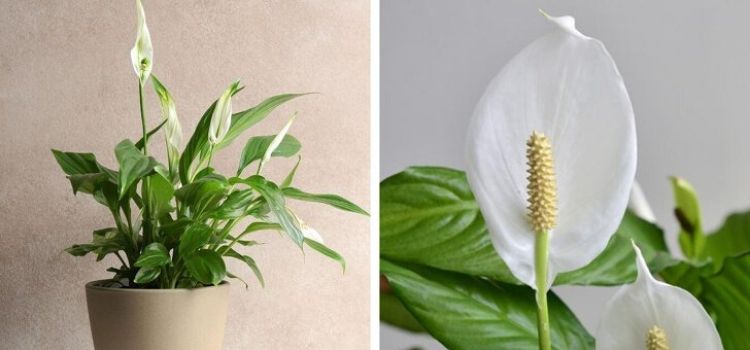 Plantas que trazem boas energias