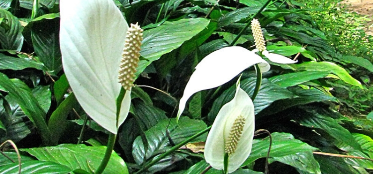 lírio-da-paz não precisa de sol