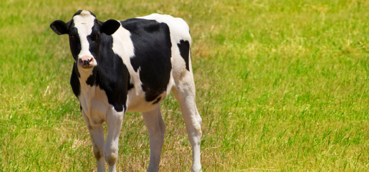 leite de vaca faz mal mitos e verdades