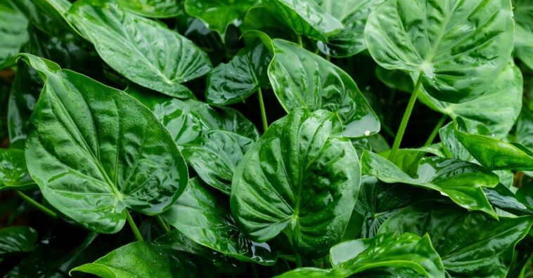 plantas que não morrem