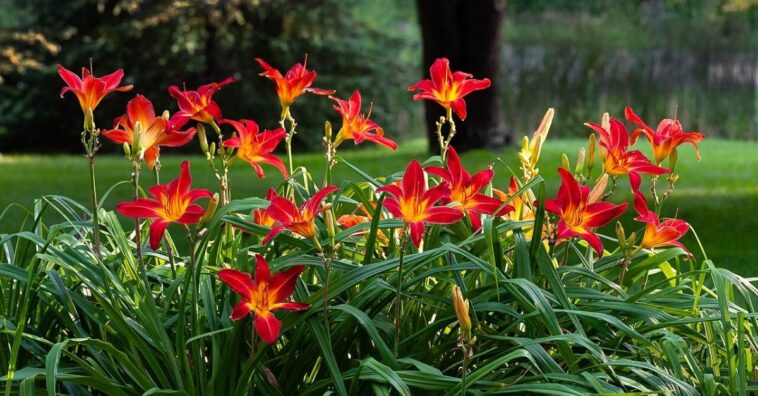 lírio-de-um-dia laranja como cuidar