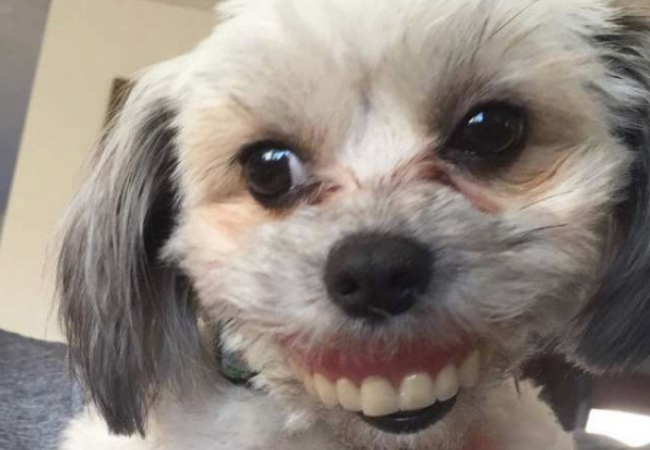 maggie com dentadura do tutor