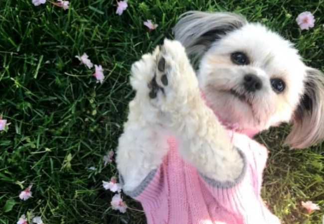 maggie sem dentadura do tutor