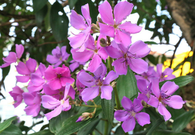 flor brasileira manacá-da-serra