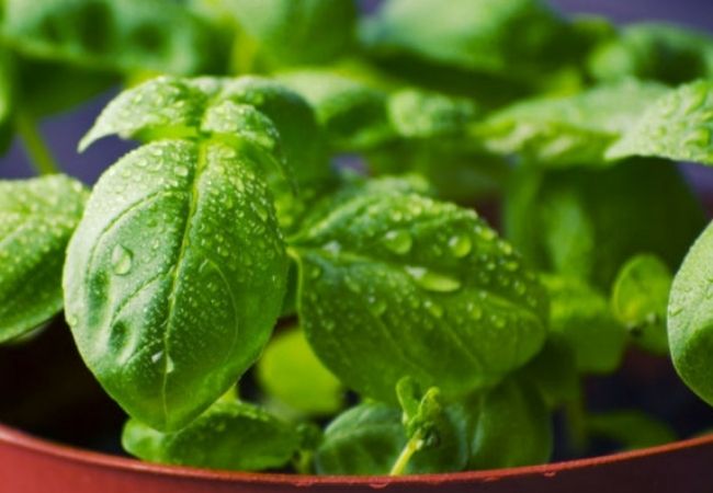 como cuidar de manjericão planta