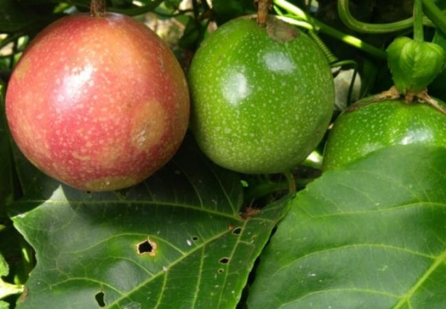 Plantas que trazem prosperidade para casa - maracujazeiro