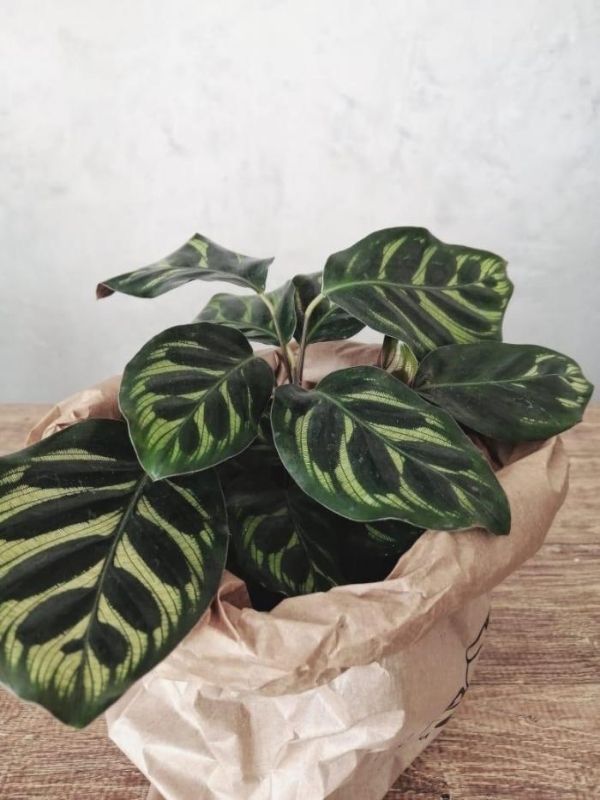 Plantas pet friendly