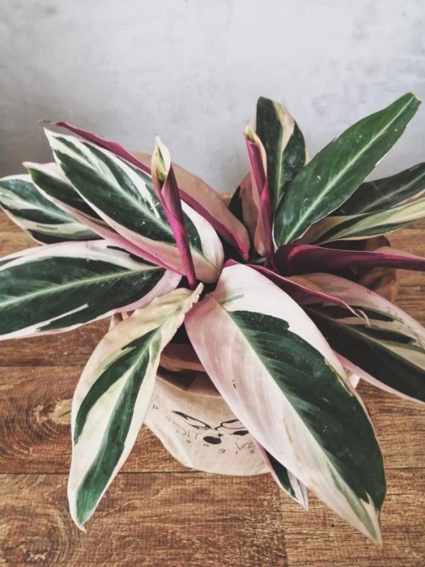 Plantas pet friendly