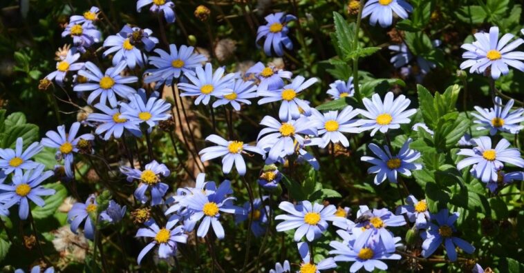 como cuidar da margarida-azul