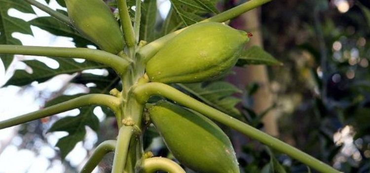 materiais para plantar mamão em casa