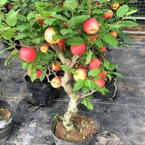 árvores frutíferas em vasos maçã