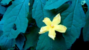 contraindicações do melão-de-são-caetano