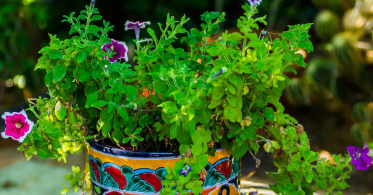 plantas de proteção espiritual