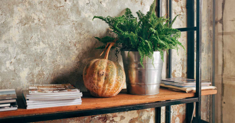 plantas para ter dentro de casa