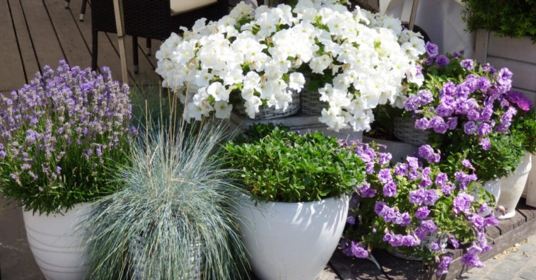 plantas para ter no quarto para dormir melhor