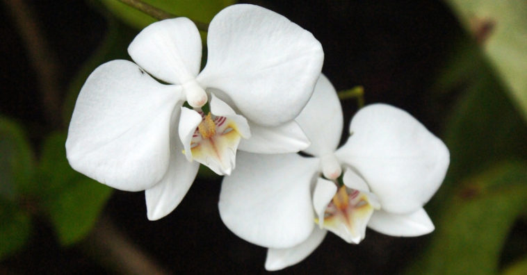 plantas que atraem dinheiro