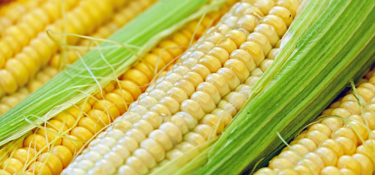 consumir milho safra de julho