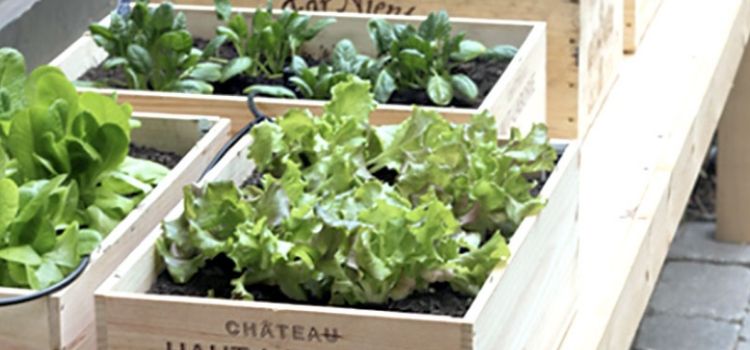 modelo mini-horta em caixas