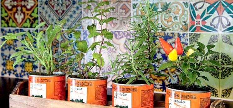 modelo mini-horta em latas