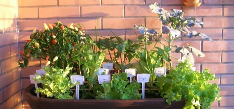 modelo mini-horta em um só vaso